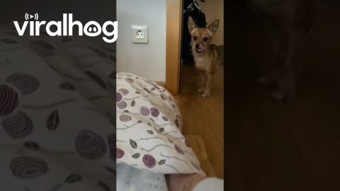Puppies Prefer Sleeping In Pillow || ViralHog