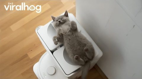 Funniest Cat Videos of All Time! 😸 || ViralHog