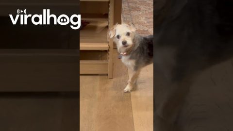 Penny the Dog Didn't Sneak Food Before Her Walk || ViralHog