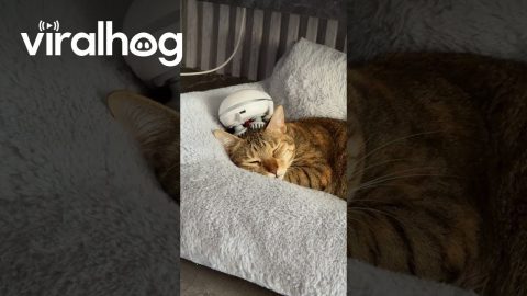 Cat Enjoys Comfy Couch And Head Massage || ViralHog