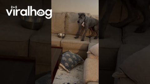 I’m Not Sure You Were Aware, but My Bowl Is Empty || ViralHog