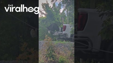 Bears Steals Milk From Pickup || ViralHog