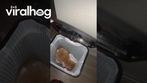 Cat in the Garbage || ViralHog