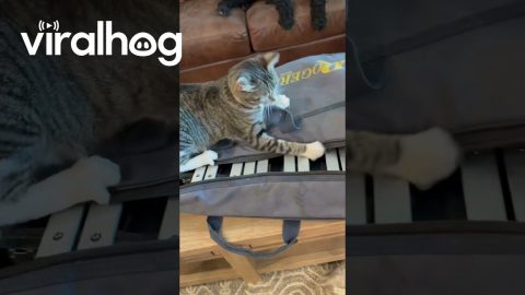 Cat Claims Xylophone || ViralHog