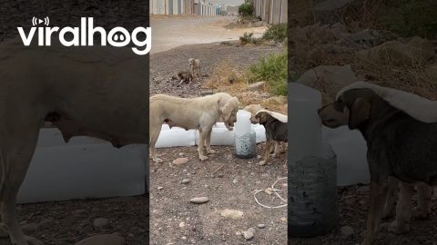Stray Dogs In Iraq Given Ice Blocks To Cool Off || ViralHog