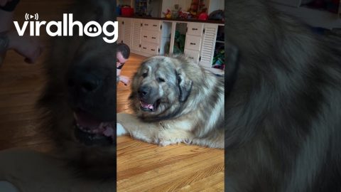 Yogi the Giant Caucasian Ovcharka Guard Dog || ViralHog