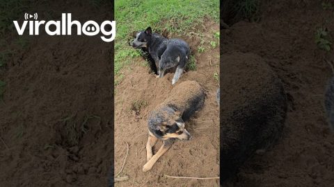Cattle Dog Buried By Her Sister || ViralHog