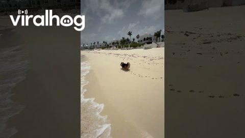 Corgi Takes Beach Stroll at Luxury Resort || ViralHog
