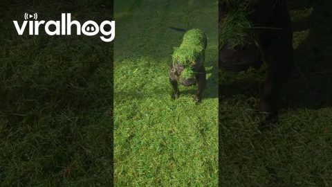 Dog Gets Covered in Grass || ViralHog