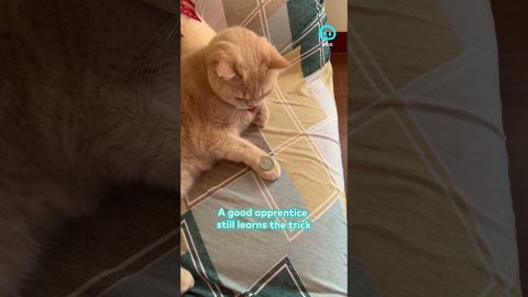 Cat Mimics Owner's Coin Trick || ViralHog Shorts