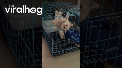 Adorable Kitten in a Cage || ViralHog