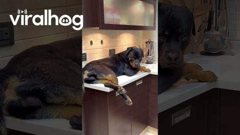 How Do I Explain to My Dog That This Isn't Normal? || ViralHog