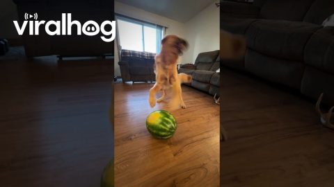 Bringing Smiles One Watermelon at a Time || ViralHog