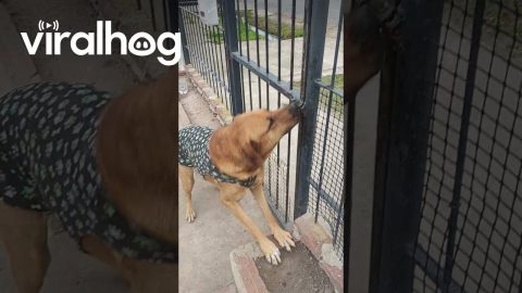 Clever Dog Opens Gate || ViralHog