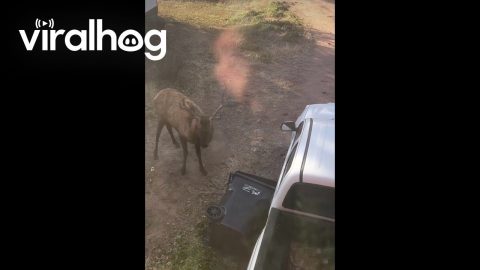 Bull Elk Shows Trash Can Who's Boss || ViralHog