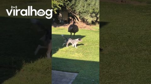 Border Collie Plays With Emu || ViralHog