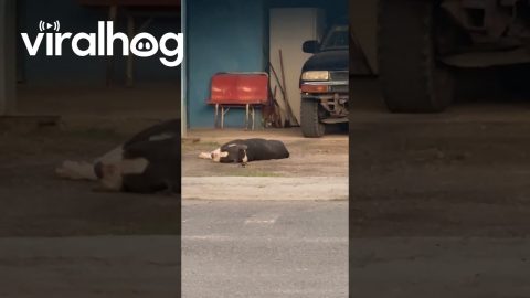 Sleepy Guard Animals || ViralHog