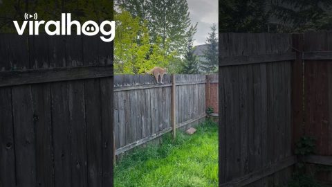 Peridot the Fence Walker || ViralHog