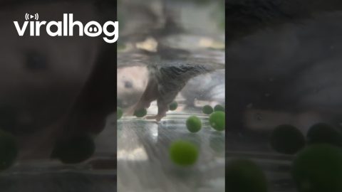 Rats Pea Fishing || ViralHog
