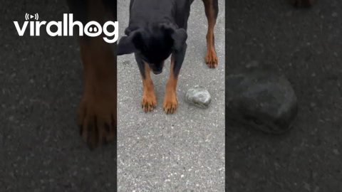 Rottweiler Skateboards on Rock || ViralHog