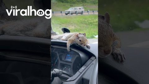 Pet Squirrel Just Hanging on for the Ride || ViralHog