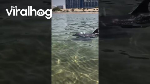 Dolphin Swims Close to People || ViralHog