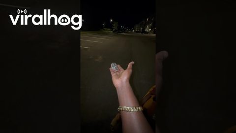 Tiny Killdeer Chick Saved From Drain || ViralHog