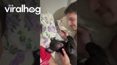 Vocal Puppy Has Cuddle Opinions || ViralHog