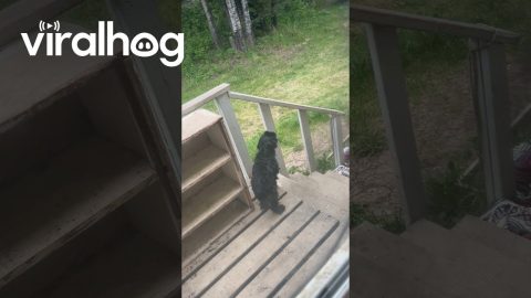 Dramatic Little Dog Cries To Come Inside || ViralHog