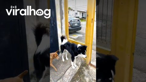 Dog Are Perfect Friends Until Gate Closes || ViralHog