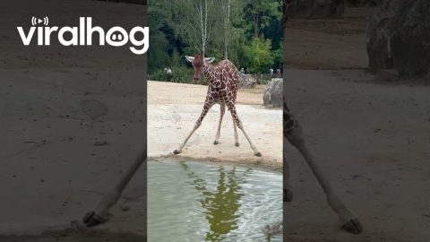 Giraffe Thinks She’s Demi Lovato || ViralHog