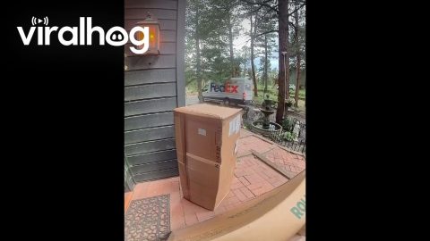 Bear Does Quality Control Inspections on Porch Delivery || ViralHog