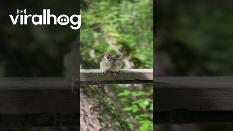 Conjoined Twin Sparrow Chicks || ViralHog