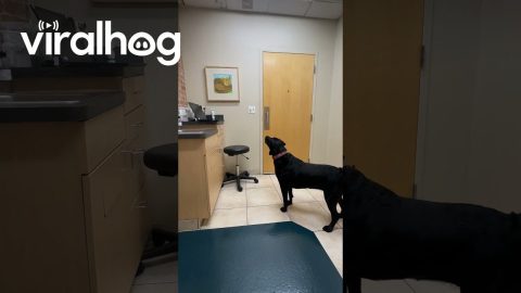 Dog Starts Beef With Vet Office's Cat Art || ViralHog