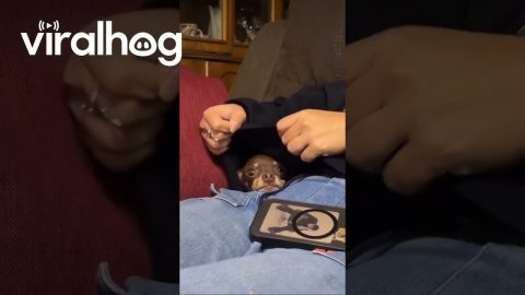 Puppy Shelters In Warm, Comfortable Hoodie || ViralHog