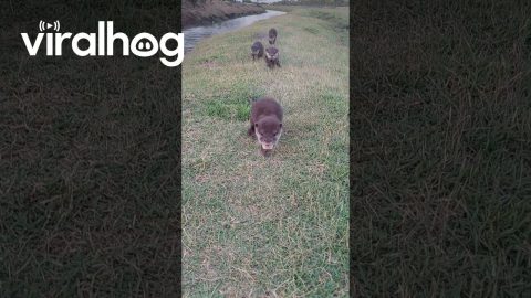 Adorable Otter Race || ViralHog