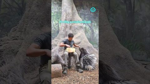 Feeding Some Very Large Porcupines || ViralHog Shorts