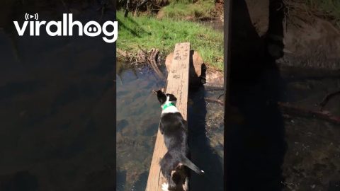 Puppy Learning How to Be an Adventure Dog || ViralHog