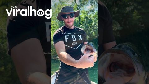 Largemouth Bass Baiting Master Level || ViralHog