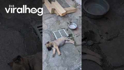 Puppy Litter Has Family Nap Time || ViralHog