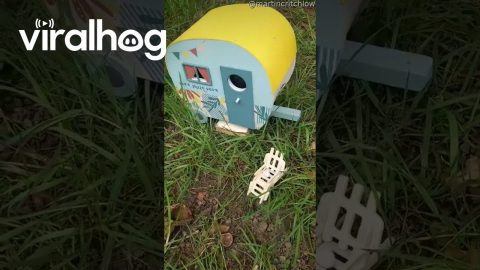 Mr. Jingles Out in His Caravan || ViralHog