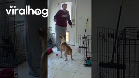Bull Terrier Full Sends Into Kennel Door || ViralHog