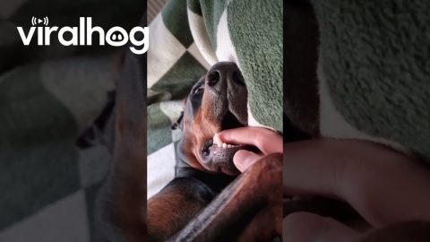 Doberman Stopped Working || ViralHog