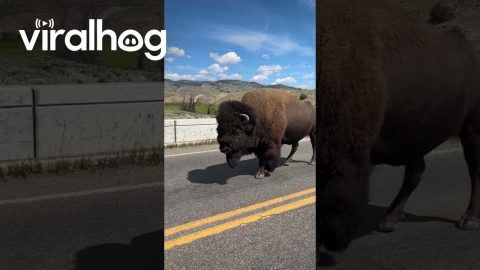 Bison Crossing in Yellowstone National Park || ViralHog