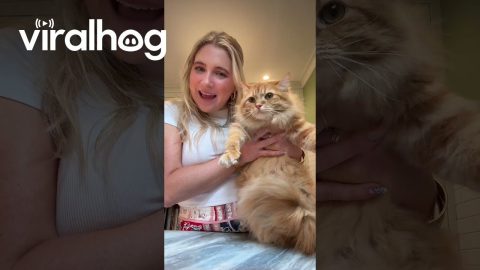 Cat Inhaler Chronicles || ViralHog