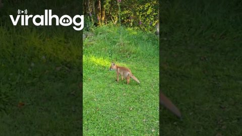 Fox and Cat Play Together || ViralHog