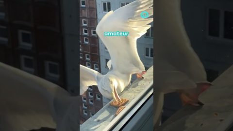 Some Birds More Successful Than Others at Grabbing Cookies || ViralHog Shorts
