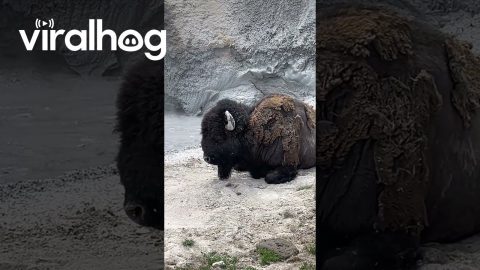 Bisons Having a Spa Day || ViralHog