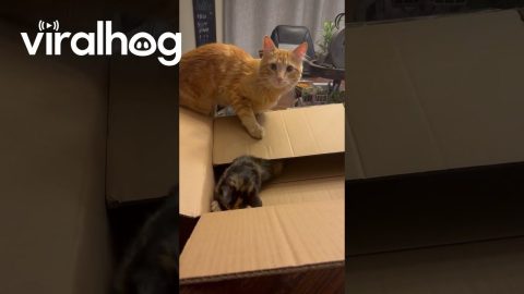 He’s Not Fond of the New Kitten || ViralHog