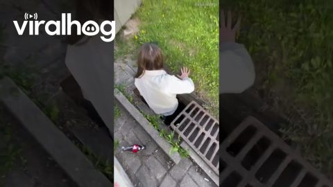 Saving a Baby Duck || ViralHog